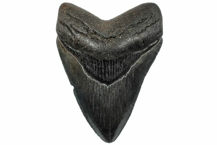 Serrated, Fossil Megalodon Tooth - South Carolina #307551